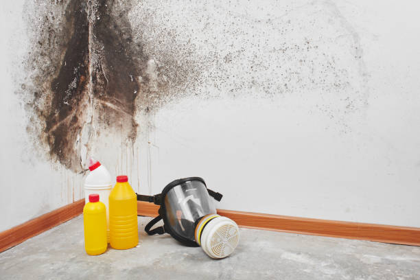Best Mold Removal Near Me  in Hrison, AR