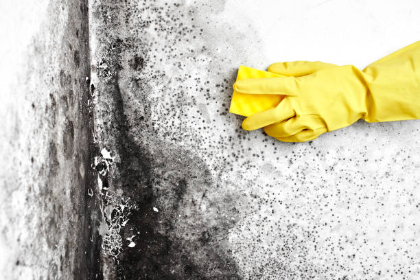 Best Commercial Mold Removal  in Hrison, AR