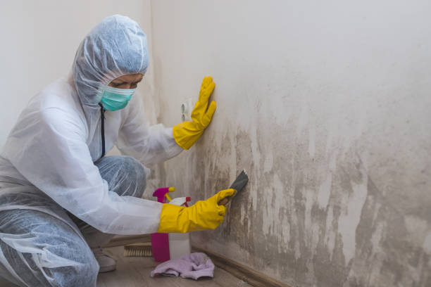 Best Attic Mold Removal  in Hrison, AR