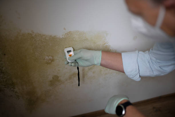 Best Mold Damage Repair  in Hrison, AR