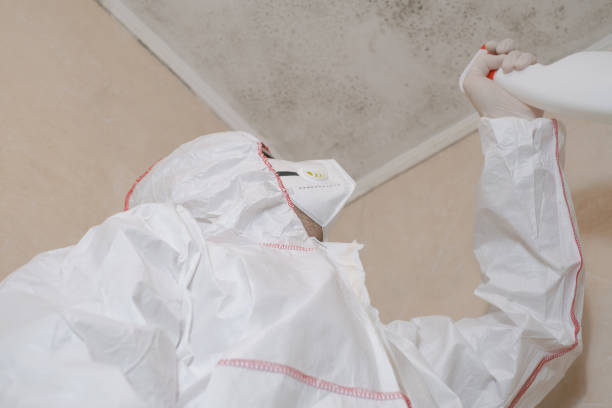 Best Office Mold Removal Services  in Hrison, AR