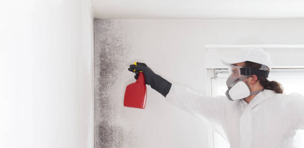 Best Home Mold Removal  in Hrison, AR