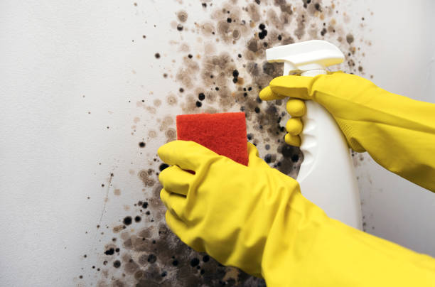 Home Mold Removal in Harrison, AR
