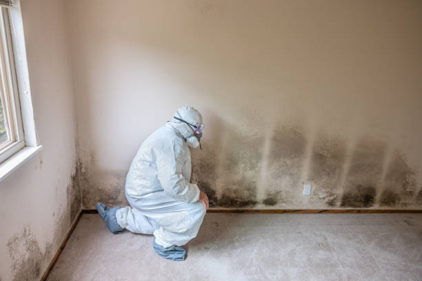 Best Mold Testing and Removal  in Hrison, AR