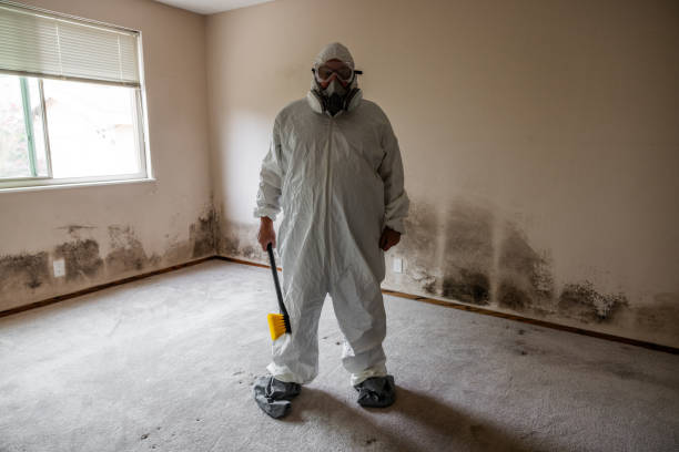 Best Toxic Mold Removal  in Hrison, AR