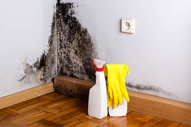 Professional Mold Removal in Harrison, AR