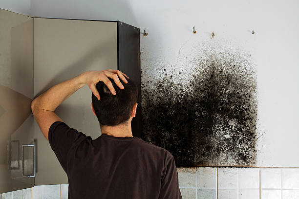 Best Mold Testing  in Hrison, AR