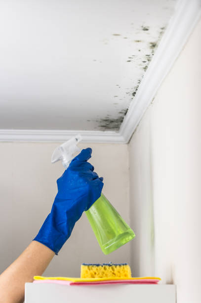 Best Black Mold Removal  in Hrison, AR