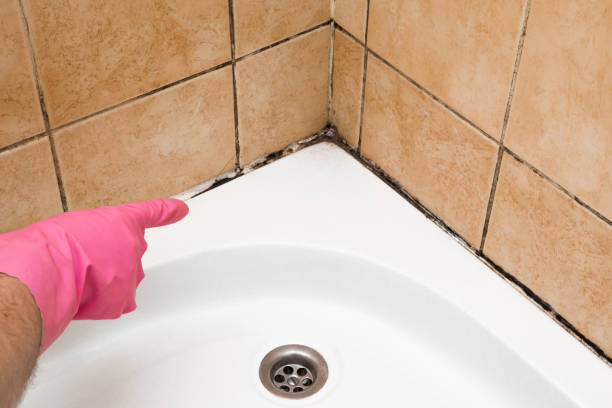 Best Mold Remediation Experts  in Hrison, AR