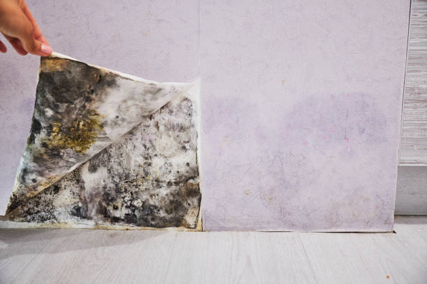 Crawl Space Mold Removal in Harrison, AR